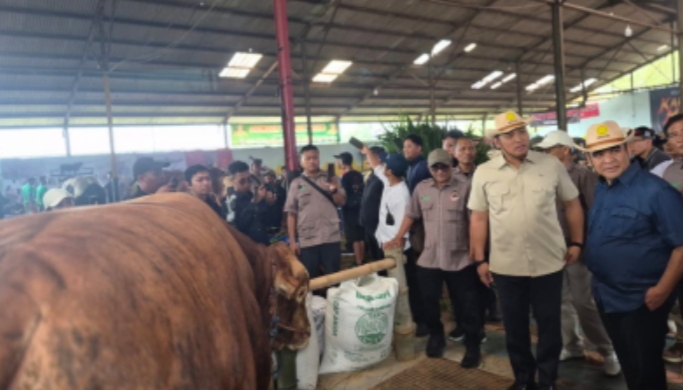 Kontes Sapi di Wonosobo Jadi “Lebarannya Peternak”, Wamentan: Jangan Potong Betina Produktif saat Idul Adha