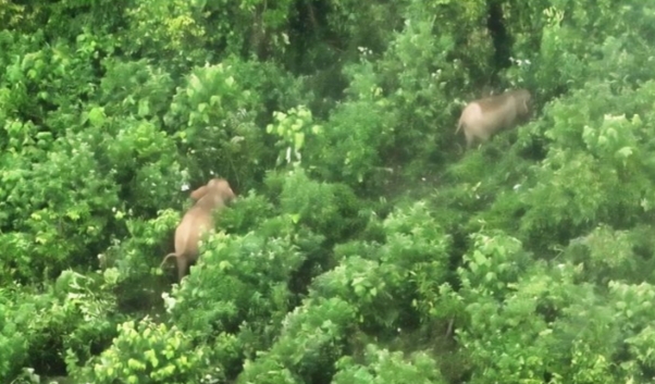 Drone Thermal Diterjunkan, Kemenhut Temukan 17 Gajah Sumatera di Bentang Alam Seblat