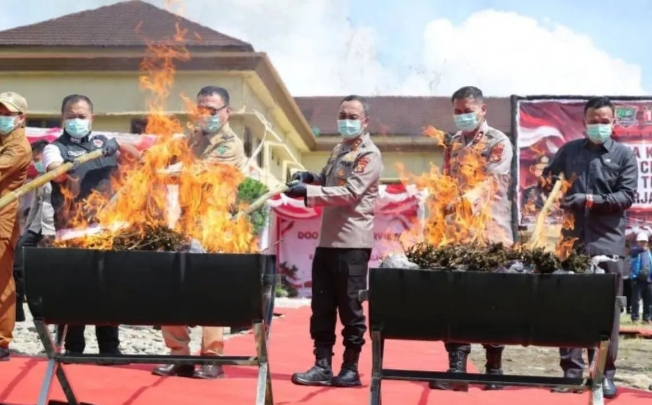 Polda Sumsel Musnahkan 200 Kg Ganja dari Ladang 20 Hektare di Empat Lawang