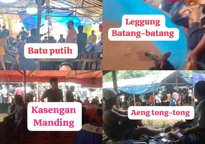 Arena Sabung Ayam Beromzet Fantastis Makin Marak di Sumenep, Warga Desak Polisi Turun Tangan